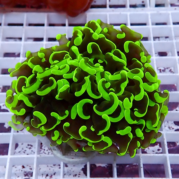 【サンゴ現物165】ナガレハナサンゴ!15時までのご注文で当日発送 【サンゴ】(t136