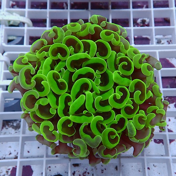 【サンゴ現物166】ナガレハナサンゴ!15時までのご注文で当日発送 【サンゴ】(t136