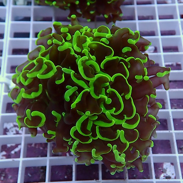 【サンゴ現物167】ナガレハナサンゴ!15時までのご注文で当日発送 【サンゴ】(t136