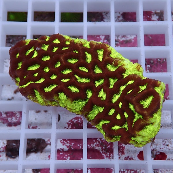 【サンゴ現物11】キクメイシsp. !15時までのご注文で当日発送 【サンゴ】(t139