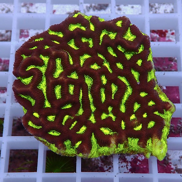 【サンゴ現物12】キクメイシsp. !15時までのご注文で当日発送 【サンゴ】(t139