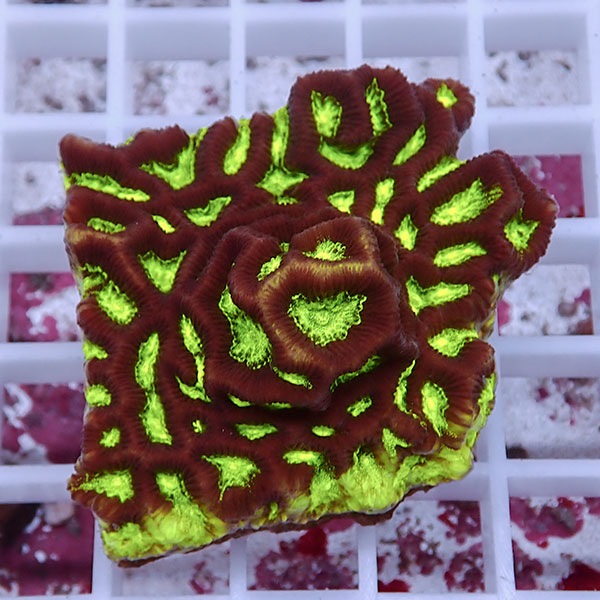 【サンゴ現物13】キクメイシsp. !15時までのご注文で当日発送 【サンゴ】(t139