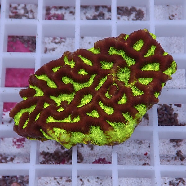 【サンゴ現物14】キクメイシsp. !15時までのご注文で当日発送 【サンゴ】(t139