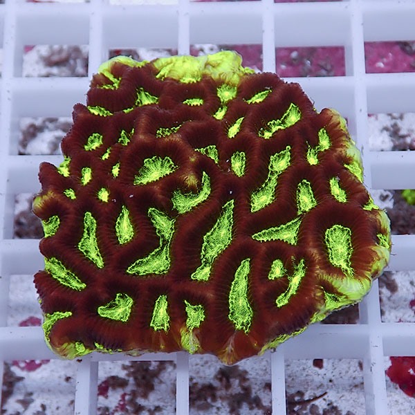 【サンゴ現物15】キクメイシsp. !15時までのご注文で当日発送 【サンゴ】(t139