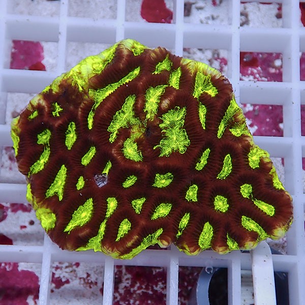 【サンゴ現物16】キクメイシsp. !15時までのご注文で当日発送 【サンゴ】(t139