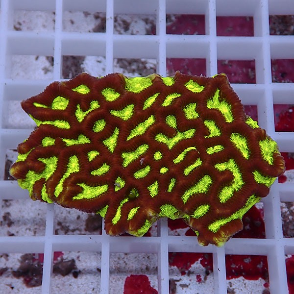 【サンゴ現物17】キクメイシsp. !15時までのご注文で当日発送 【サンゴ】(t139