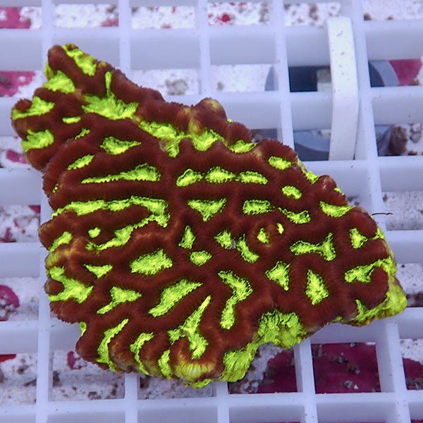 【サンゴ現物18】キクメイシsp. !15時までのご注文で当日発送 【サンゴ】(t139