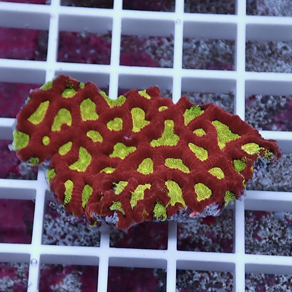 【サンゴ現物19】キクメイシsp. !15時までのご注文で当日発送 【サンゴ】(t139