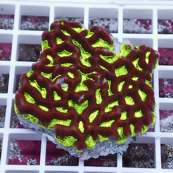 【サンゴ現物20】キクメイシsp. !15時までのご注文で当日発送 【サンゴ】(t139