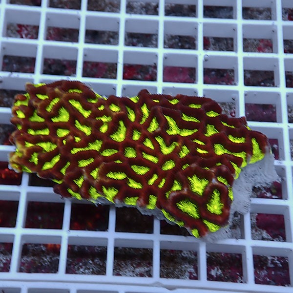 【サンゴ現物21】キクメイシsp. !15時までのご注文で当日発送 【サンゴ】(t139