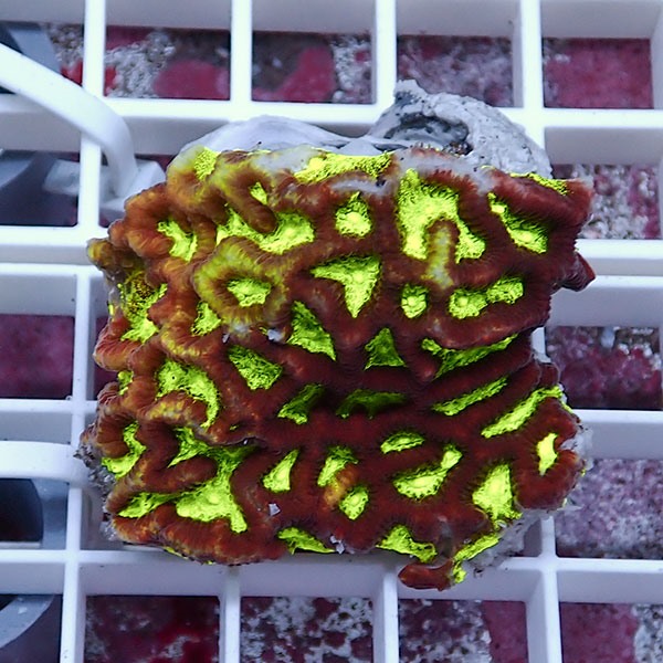 【サンゴ現物22】キクメイシsp. !15時までのご注文で当日発送 【サンゴ】(t139