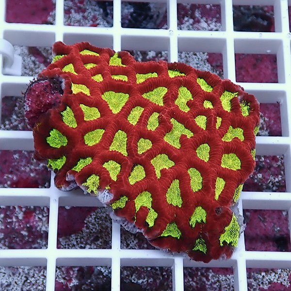 【サンゴ現物23】キクメイシsp. !15時までのご注文で当日発送 【サンゴ】(t139