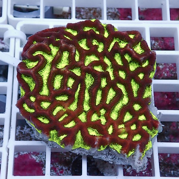 【サンゴ現物24】キクメイシsp. !15時までのご注文で当日発送 【サンゴ】(t139