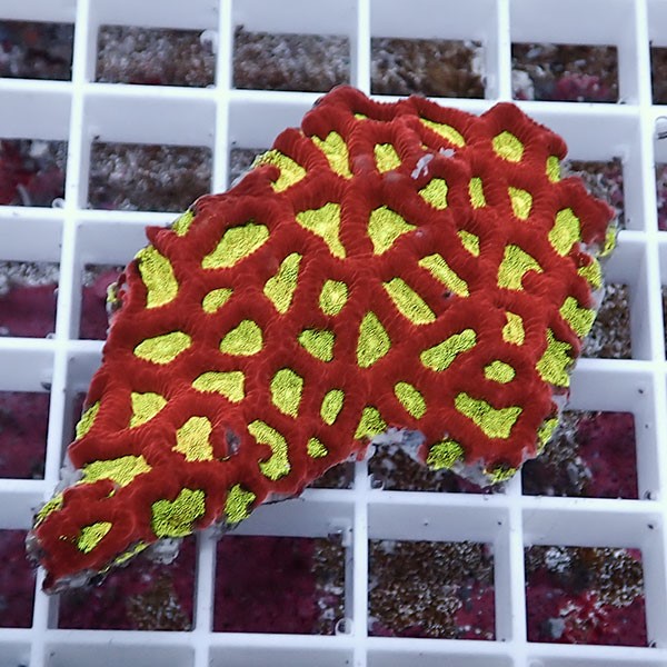 【サンゴ現物25】キクメイシsp. !15時までのご注文で当日発送 【サンゴ】(t139