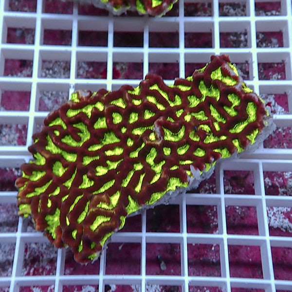 【サンゴ現物26】キクメイシsp. !15時までのご注文で当日発送 【サンゴ】(t139