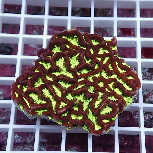 【サンゴ現物27】キクメイシsp. !15時までのご注文で当日発送 【サンゴ】(t139