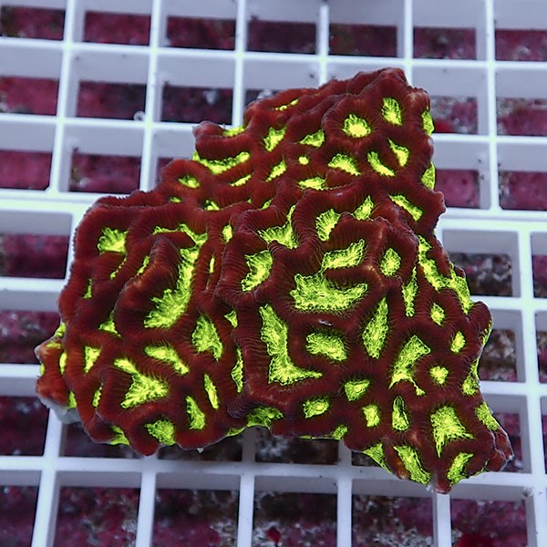 【サンゴ現物28】キクメイシsp. !15時までのご注文で当日発送 【サンゴ】(t139