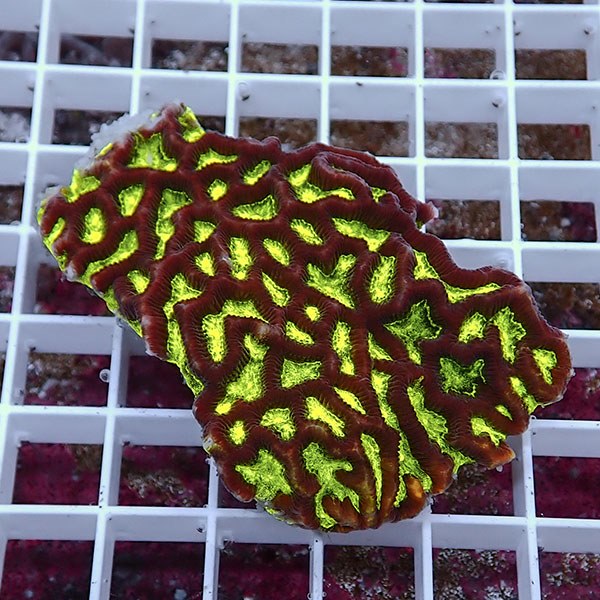 【サンゴ現物29】キクメイシsp. !15時までのご注文で当日発送 【サンゴ】(t139