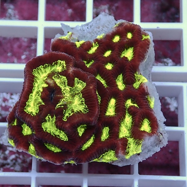 【サンゴ現物30】キクメイシsp. !15時までのご注文で当日発送 【サンゴ】(t139