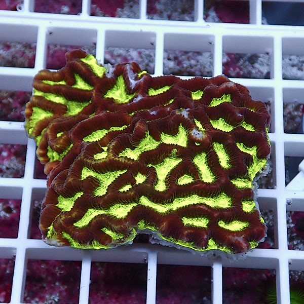 【サンゴ現物32】キクメイシsp. !15時までのご注文で当日発送 【サンゴ】(t139