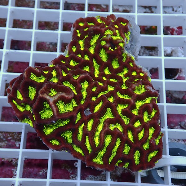 【サンゴ現物33】キクメイシsp. !15時までのご注文で当日発送 【サンゴ】(t139