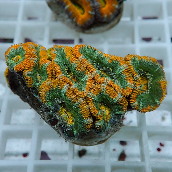 【サンゴ現物25】オーストラリア産カクオオトゲキクメイシ! 15時までのご注文で当日発送 【サンゴ】(t139