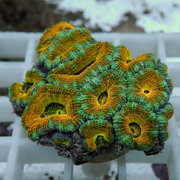 【サンゴ現物27】オーストラリア産カクオオトゲキクメイシ! 15時までのご注文で当日発送 【サンゴ】(t139