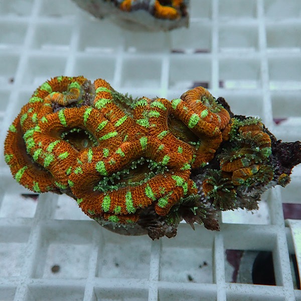 【サンゴ現物28】オーストラリア産カクオオトゲキクメイシ! 15時までのご注文で当日発送 【サンゴ】(t139