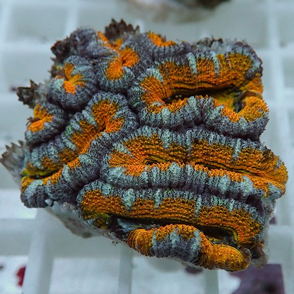 【サンゴ現物29】オーストラリア産カクオオトゲキクメイシ! 15時までのご注文で当日発送 【サンゴ】(t139