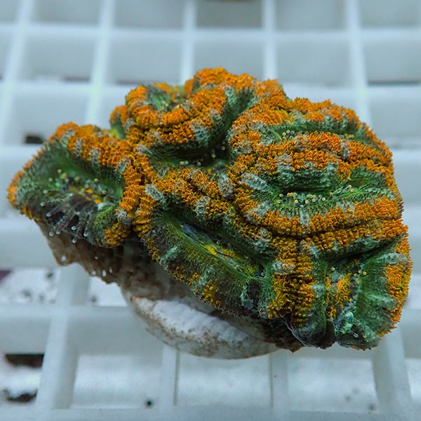 【サンゴ現物30】オーストラリア産カクオオトゲキクメイシ! 15時までのご注文で当日発送 【サンゴ】(t139