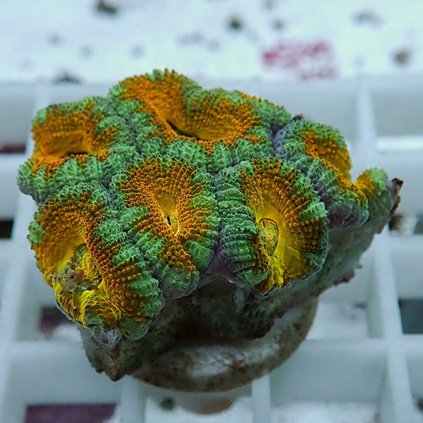 【サンゴ現物31】オーストラリア産カクオオトゲキクメイシ! 15時までのご注文で当日発送 【サンゴ】(t139