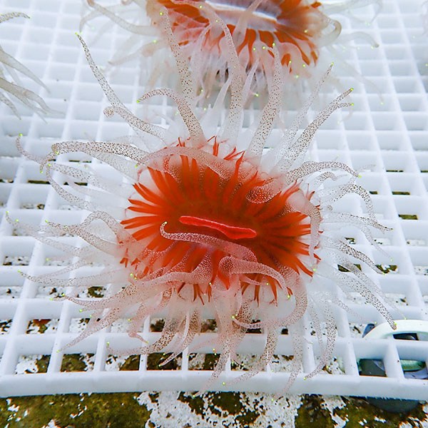 【サンゴ現物2】ウチウラタコアシサンゴ ホワイト ! 15時までのご注文で当日発送 【サンゴ/無脊椎】