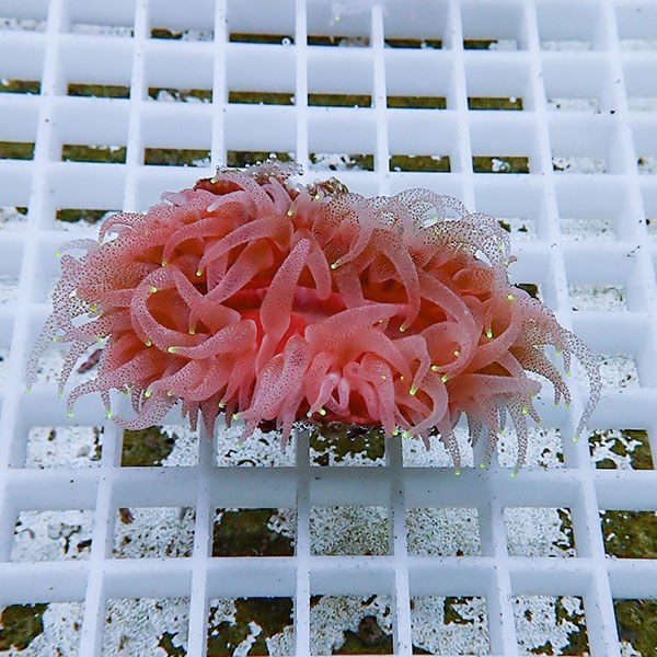 【サンゴ現物4】ウチウラタコアシサンゴ オレンジ ! 15時までのご注文で当日発送 【サンゴ/無脊椎】