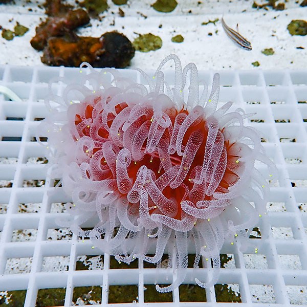 【サンゴ現物5】ウチウラタコアシサンゴ ホワイト! 15時までのご注文で当日発送 【サンゴ/無脊椎】