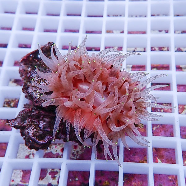 【サンゴ現物6】ウチウラタコアシサンゴ ピンク ! 15時までのご注文で当日発送 【サンゴ/無脊椎】