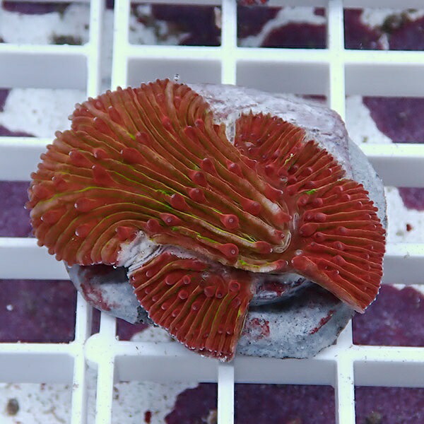 【サンゴ現物1】クサビライシ ブリード !15時までのご注文で当日発送 【サンゴ】(t222