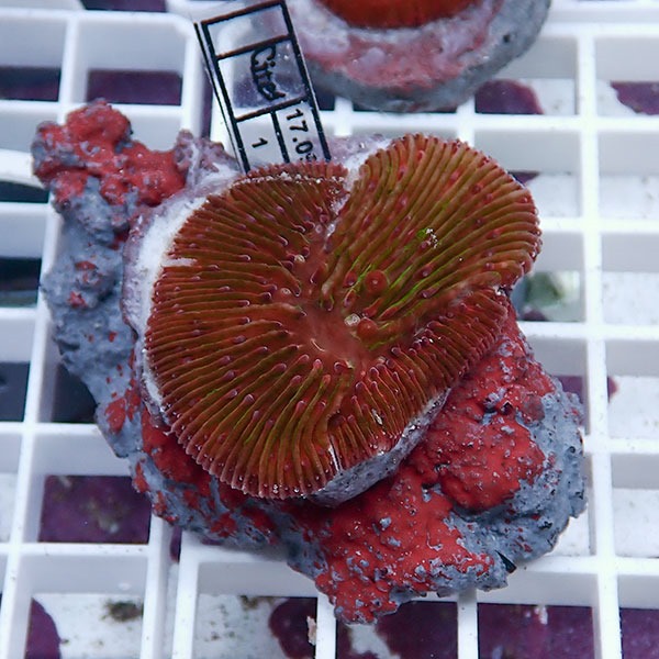 【サンゴ現物2】クサビライシ ブリード !15時までのご注文で当日発送 【サンゴ】(t222