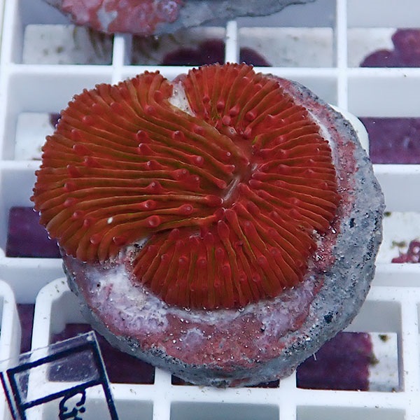 【サンゴ現物3】クサビライシ ブリード !15時までのご注文で当日発送 【サンゴ】(t222