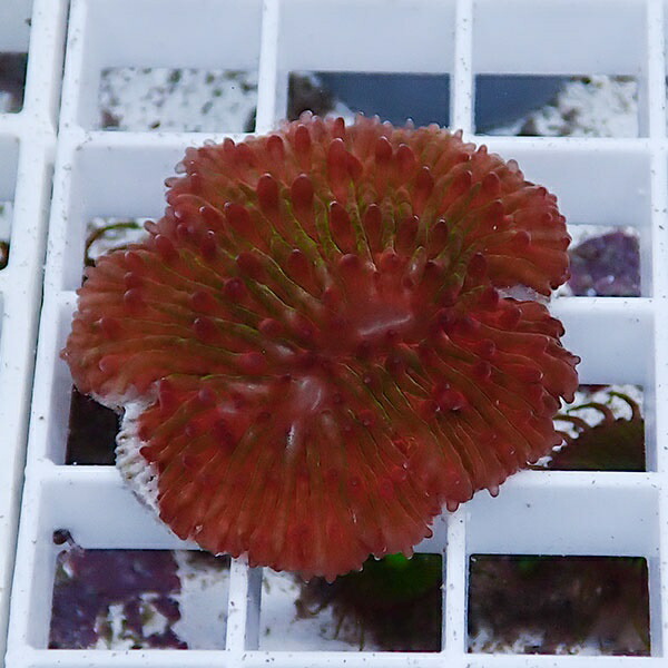 【サンゴ現物5】クサビライシ ブリード !15時までのご注文で当日発送 【サンゴ】(t222