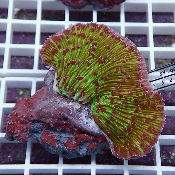 【サンゴ現物6】クサビライシ ブリード !15時までのご注文で当日発送 【サンゴ】(t222