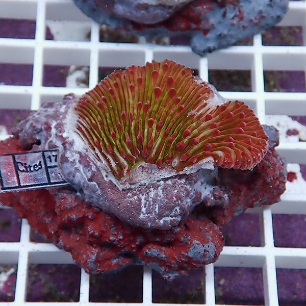 【サンゴ現物7】クサビライシ ブリード !15時までのご注文で当日発送 【サンゴ】(t222