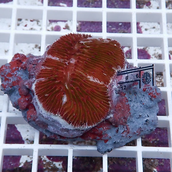 【サンゴ現物8】クサビライシ ブリード !15時までのご注文で当日発送 【サンゴ】(t222