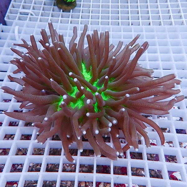 【サンゴ現物2】パラオクサビライシ !15時までのご注文で当日発送 【サンゴ】(t222