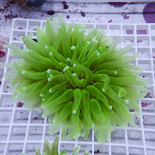 【サンゴ現物3】パラオクサビライシ !15時までのご注文で当日発送 【サンゴ】(t222