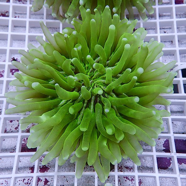 【サンゴ現物5】パラオクサビライシ !15時までのご注文で当日発送 【サンゴ】(t222