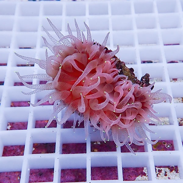 【サンゴ現物7】ウチウラタコアシサンゴ ピンク ! 15時までのご注文で当日発送 【サンゴ/無脊椎】