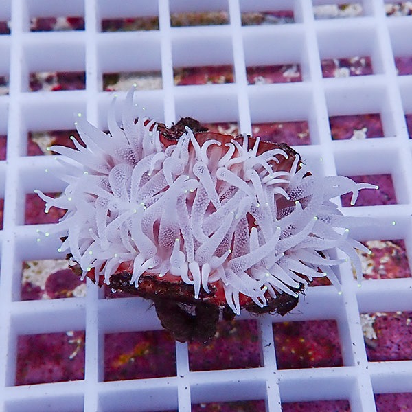 【サンゴ現物8】ウチウラタコアシサンゴ ホワイト ! 15時までのご注文で当日発送 【サンゴ/無脊椎】