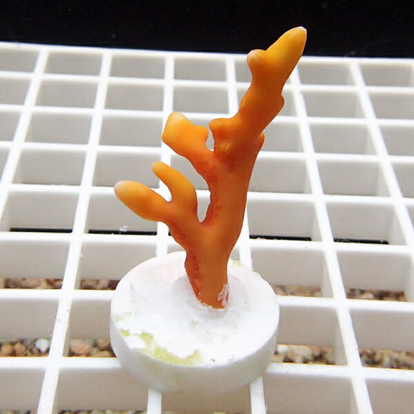 【サンゴ現物1】オージーサンゴモドキ ! 15時までのご注文で当日発送 【ミドリイシ】(t214