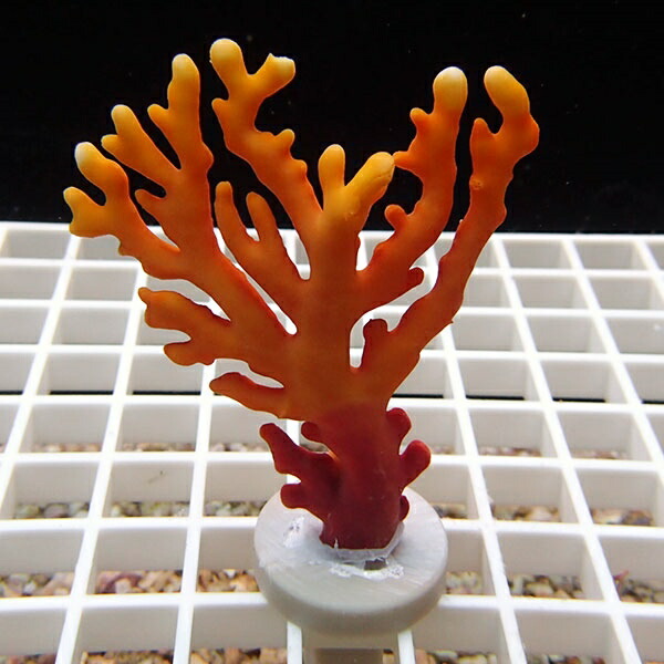 【サンゴ現物2】オージーサンゴモドキ ! 15時までのご注文で当日発送 【ミドリイシ】(t214