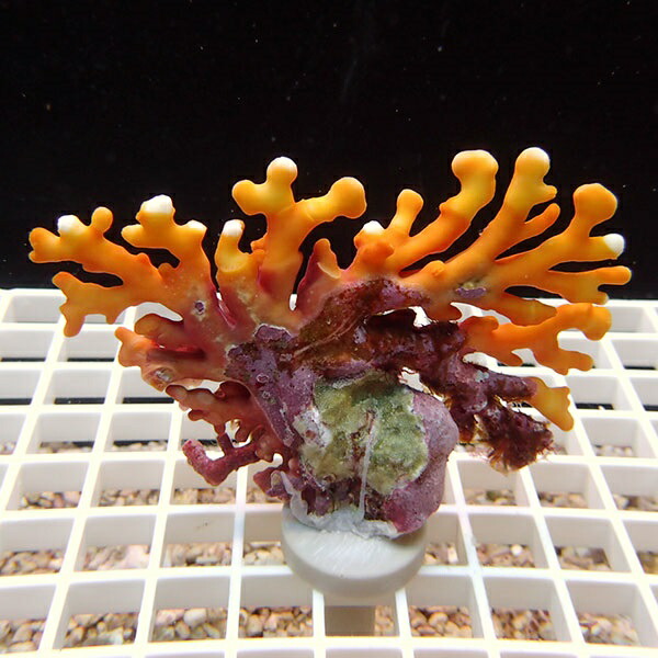 【サンゴ現物3】オージーサンゴモドキ ! 15時までのご注文で当日発送 【ミドリイシ】(t214